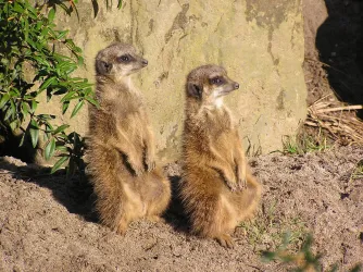 Zwei Erdmännchen stehen aufrecht im Sand. Sie schauen aufmerksam in ihre Umgebung.