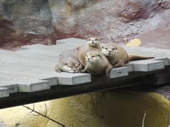 Zwergottergruppe Zoo Landau