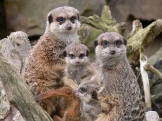 Erdmännchen (© Zoo Landau in der Pfalz)