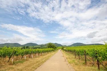 Eine ruhige Straße führt durch grüne Weinberge unter einem offenen Himmel. Im Hintergrund sind sanfte Hügel sichtbar.