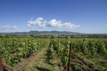 Ortsansicht Landau-Arzheim (© Stadt Landau - BfT)