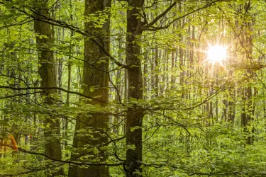 Ein grüner Wald mit vielen Bäumen und durchscheinendem Sonnenlicht. Die Atmosphäre ist frisch und beruhigend.