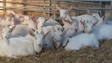 Eine Gruppe von weißen Ziegen liegt gemütlich auf Stroh. Die Tiere sind entspannt und gut genährt.