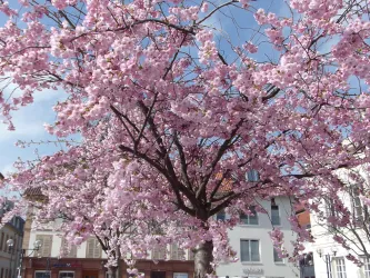 Ein blühender Kirschbaum mit leuchtend pinken Blüten. Im Hintergrund sind mehrere Gebäude sichtbar und der Himmel ist klar.