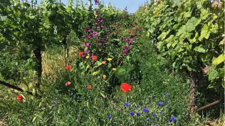 Rebgärten Bioparadies Artenvielfalt Biodiversität