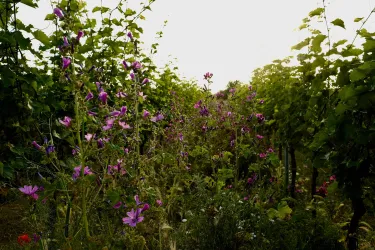 Ein Weinberg mit lila Blumen, die zwischen den Reben wachsen. Die Umgebung ist malerisch und strahlt eine ruhige Atmosphäre aus.