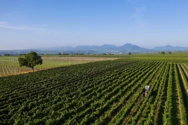 Rheinebene Weinberge (© Weingut Rummel)