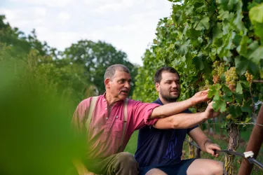 Zwei Männer arbeiten in einem Weinberg und betrachten die Trauben an den Reben. Sie scheinen eine freundliche Unterhaltung zu führen und erfreuen sich an der Arbeit.