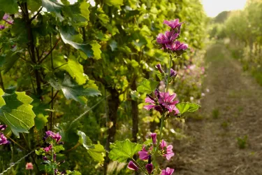 Ein Weinberg mit grünen Reben und bunten, lila Blumen am Wegesrand. Die Sonne beleuchtet die Szene und schafft eine gemütliche Atmosphäre.