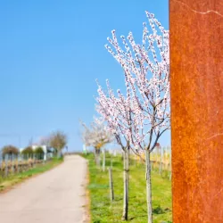 Auf zum Weinerlebnispfad