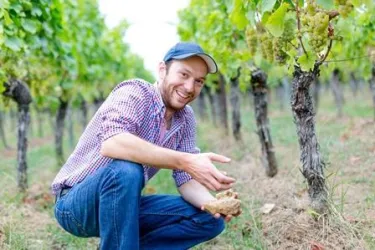 Ein Weinbauer kniet inmitten von Reben und hält eine Traube in der Hand. Er lächelt und zeigt seine Zufriedenheit mit der Ernte.