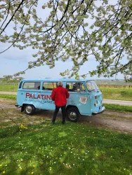 Ein blauer Oldtimer-Bus steht an einem Weg, umgeben von blühenden Bäumen. Eine Person in roter Jacke steht neben dem Bus und schaut hinein.