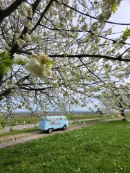 Ein blauer Volkswagen Bulli steht auf einer Wiese, umgeben von blühenden Kirschbäumen.