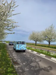 Ein blauer VW-Bus fährt auf einer Straße, die von blühenden Bäumen gesäumt ist. Der Himmel ist leicht bewölkt und die Umgebung wirkt friedlich.