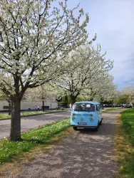 Ein blauer Oldtimer steht auf einem Weg, umgeben von blühenden Kirschbäumen. Der Himmel ist leicht bewölkt und die Landschaft ist grün und einladend.