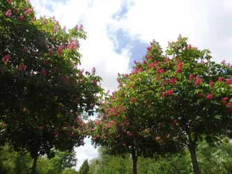 Impressionen Goethepark, fotografiert vom  Leiter (a.D)  der städtischen Grünflächenabteilung, Frank Hetzer