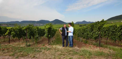 Weingut Keßler - Münzberg (© Weingut Münzberg)