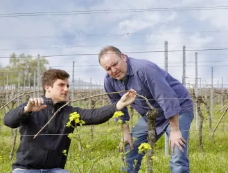 Arbeit im Weinberg (© Weingut Münzberg)