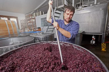 Lese (© Weingut Münzberg)