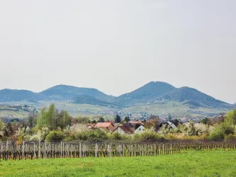 Eine malerische Landschaft mit sanften Hügeln und Weinreben im Vordergrund. Im Hintergrund sind kleine Häuser und eine grüne Wiese zu sehen.