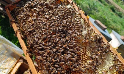 Ein Bienenstock voller fleißiger Bienen auf einer Wabe. Die Wabe zeigt Honig und die Bienen bei ihrer Arbeit in der Natur.