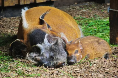 Pinselohrschwein