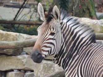 Hartmann Bergzebra
