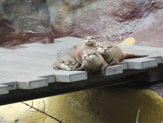 Zoo-Safar