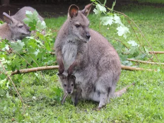 Kängurus