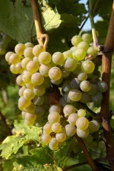 Eine Traube mit vielen grünen, reifen Beeren hängt an einem Weinstock. Die Blätter im Hintergrund sind grün und üppig.