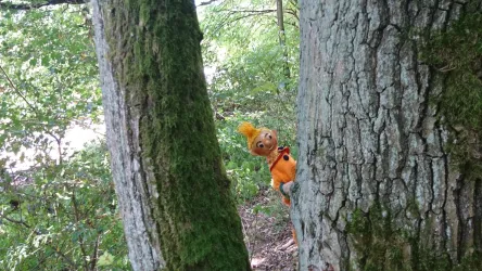 Eine Puppe mit orangefarbenem Outfit und einer spitzen Mütze versteckt sich zwischen zwei Bäumen im Wald. Der Hintergrund zeigt üppiges grünes Laub.