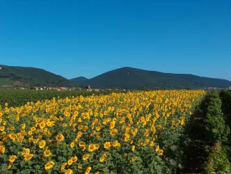 Weingut Sauer (© Weingut_Sauer_Nussdorf)