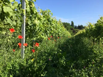 Weingut Sauer weinberg (© Weingut Sauer Nussdorf)