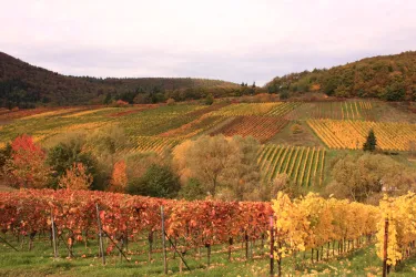 Weingut Sauer Herbst (© Weingut Sauer)
