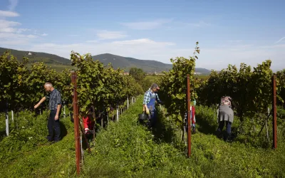 Ernte Weingut Sauer (© Weingut Sauer)