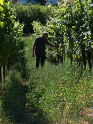 Weingut Sauer - Wingert (© Weingut Sauer)