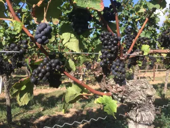 Weingut Sauer Trauben (© Weingut Sauer)