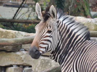 Ein Zebra mit markanten schwarz-weißen Streifen steht im Vordergrund. Im Hintergrund sind einige natürliche Elemente zu sehen.