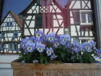 Sehenswürdigkeiten, Rheindörfer