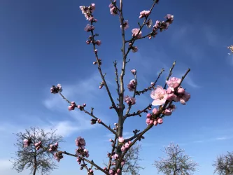 Mandelblüte bei Nußdorf