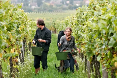 Handlese, Weinmanufaktur Wolfgang Pfaffmann