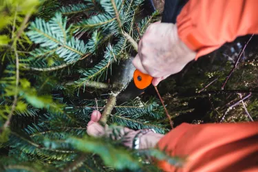 Eine Hand schneidet mit einer Säge einen Ast von einem Nadelbaum. Im Hintergrund sind grüne Zweige sichtbar.