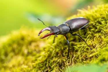 Ein Käfer mit großen Mandibeln sitzt auf grüner Moosbedeckung. Die Umgebung ist unscharf und vermittelt einen natürlichen Eindruck.