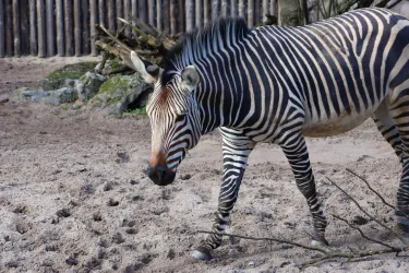 Ein Zebra mit auffälligen schwarz-weißen Streifen läuft über einen sandigen Boden. Im Hintergrund sind einige Äste und ein Zaun sichtbar.