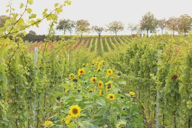Weinberg mit Sonnenblumen