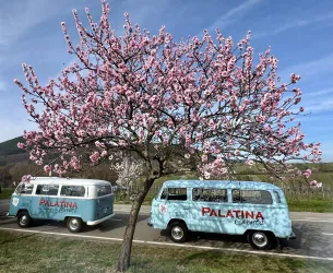 Zwei blaue Vans stehen neben einem blühenden Kirschbaum. Der Himmel ist klar und es ist eine schöne Frühlingslandschaft.