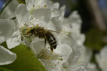 Eine Biene sitzt auf einer blühenden weißen Blume. Im Hintergrund sind weitere Blumen und grüne Blätter zu sehen.