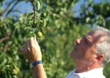 Willi Peter betrachtet aufmerksam einen Baumzweig mit unreifen Früchten. Hinter ihm ist eine grüne, blühende Landschaft.