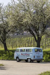 Ein nostalgischer Bulli steht an einer Straße, umgeben von blühenden Obstbäumen und Weinbergen. Die Landschaft ist frühlingshaft und einladend.