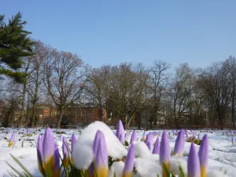 Eine Schneelandschaft mit blühenden lila Krokussen und schneebedeckten Flächen. Im Hintergrund sind kahle Bäume und ein historisches Gebäude zu sehen.
